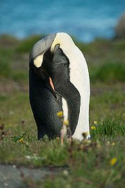 Picture 'Ant1_1_1350 King Penguin, South Georgia, Grytviken, Antarctica and sub-Antarctic islands'